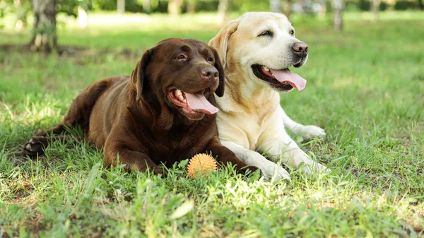 Funny Labrador retriever hundar med Toy Ball på grönt gräs i sommarpark — Stockfoto