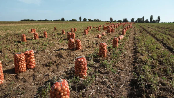 Sacs en filet d'oignons dans le champ par une journée ensoleillée — Photo