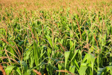 Güneşli bir günde güzel bir mısır tarlası manzarası