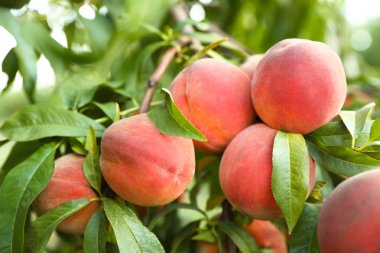 Fresh ripe peaches on tree in garden clipart