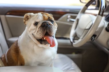 Modern araba içinde sevimli komik İngiliz bulldog