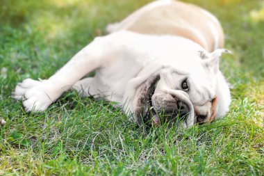 Parkta yeşil çim üzerinde Komik İngiliz bulldog