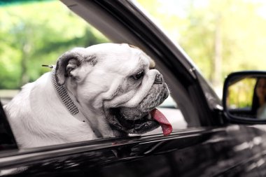 Araba penceresinden dışarı bakan İngiliz bulldog
