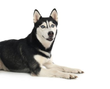 Sevimli Sibirya Husky köpek beyaz izole