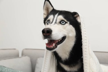 Sevimli Sibirya Husky köpek evde kanepede