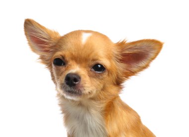 Beyaz arka plan üzerinde Sevimli küçük Chihuahua köpek