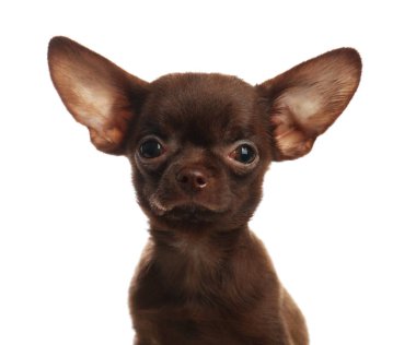 Beyaz arka plan üzerinde Sevimli küçük Chihuahua köpek