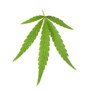 Beyaz arka plan üzerinde kenevir Yeşil organik yaprak