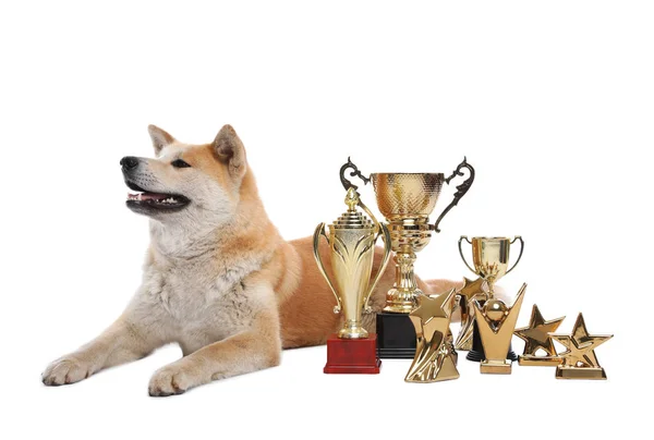 Adorable perro Akita Inu con trofeos campeones sobre fondo blanco — Foto de Stock