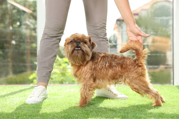 Young woman and cute Brussels Griffon dog indoors. Champion training — Stock Photo, Image