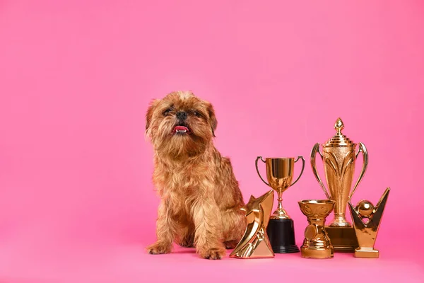 Lindo perro Griffon de Bruselas con trofeos campeón sobre fondo rosa — Foto de Stock