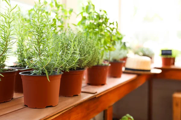 窓の木製のシルに新鮮な鉢植えの家の植物、テキストのためのスペース — ストック写真