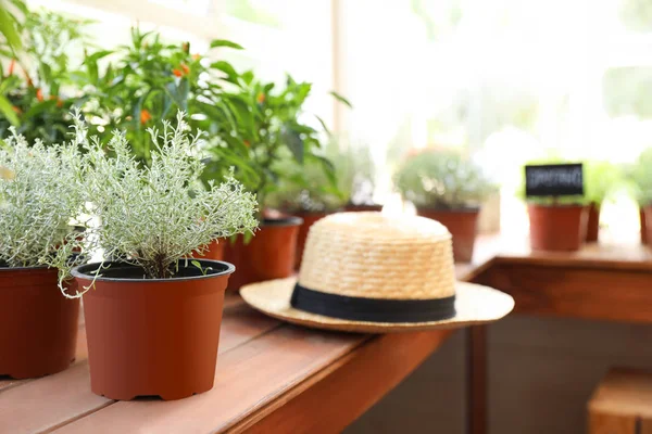 Plantas caseiras envasadas frescas e chapéu de palha na soleira da janela de madeira, espaço para texto — Fotografia de Stock