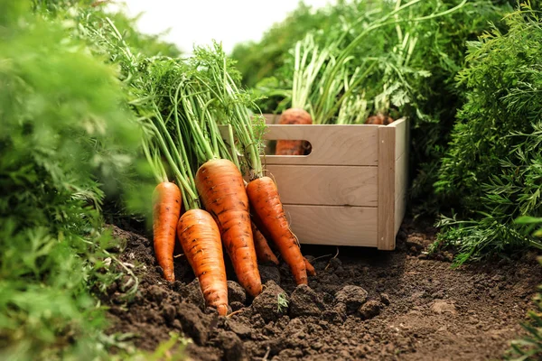 Ξύλινο κιβώτιο με φρέσκα ώριμα καρότα στο χωράφι. Βιολογική γεωργία — Φωτογραφία Αρχείου