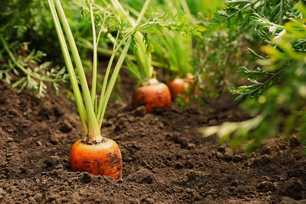 Ώριμα καρότα που φυτρώνουν στο χωράφι. Βιολογική γεωργία — Φωτογραφία Αρχείου
