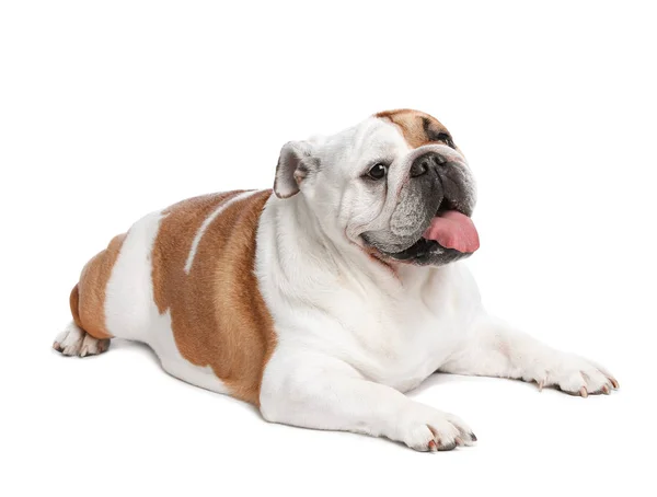 Imádnivaló vicces angol bulldog fehér alapon — Stock Fotó