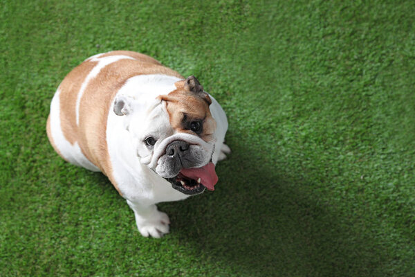 Adorable funny English bulldog on grass, above view. Space for text