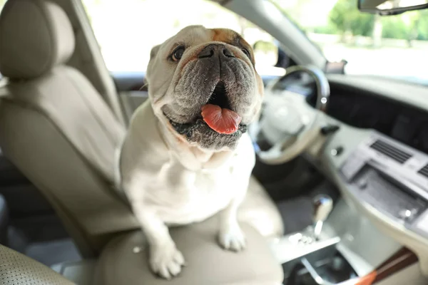 Adorable funny English bulldog inside modern car