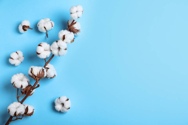 Fluffy cotton flowers on light blue background, top view. Space for text
