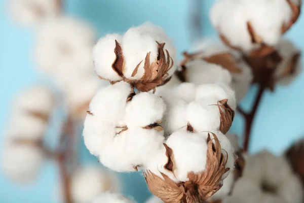 Flores esponjosas de algodón sobre fondo borroso, primer plano — Foto de Stock