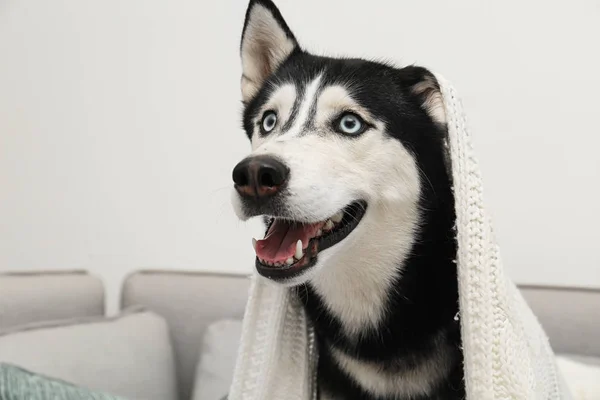 Lindo perro Husky siberiano en el sofá en casa — Foto de Stock