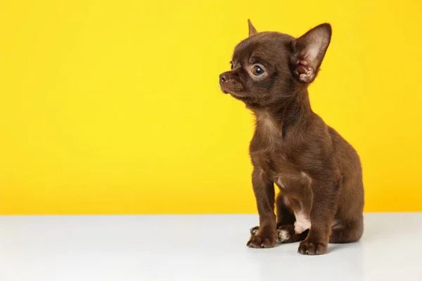 Schattige kleine Chihuahua hond op gele achtergrond. Ruimte voor tekst — Stockfoto