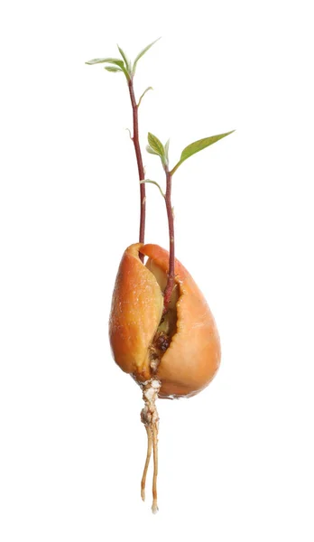 Avocado pit met Sprout en wortel op witte achtergrond — Stockfoto