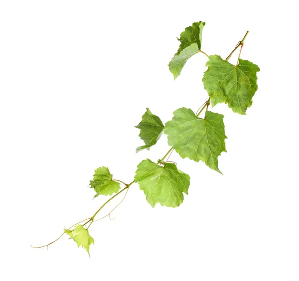 Folhas de uva verde fresca no fundo branco — Fotografia de Stock
