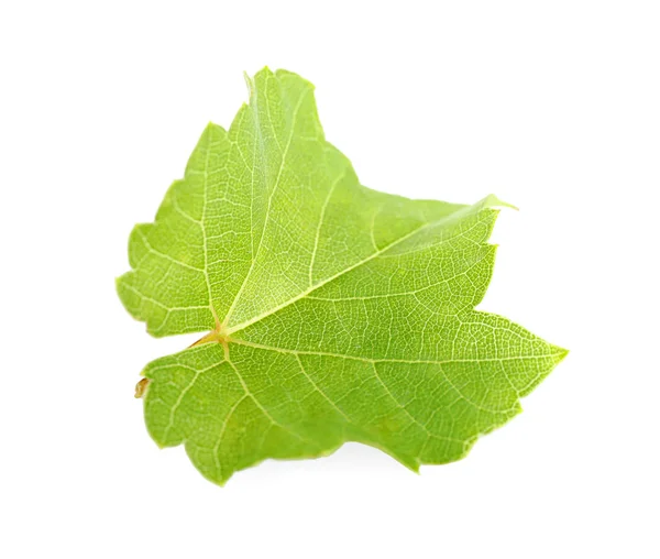 Fresh green grape leaf on white background — Stock Photo, Image