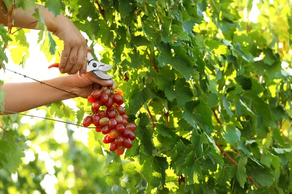 Człowiek cięcie kilka świeżych dojrzałych soczystych winogron z Pruner na zewnątrz, zbliżenie — Zdjęcie stockowe