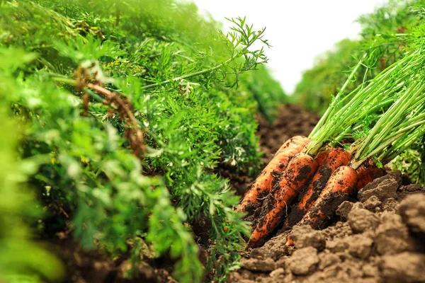 Stapel verse rijpe wortelen op het veld. Biologische landbouw Stockfoto