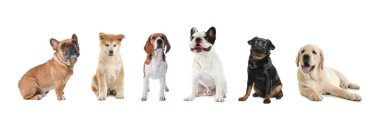 beyaz arka plan üzerinde sevimli köpeklerin seti