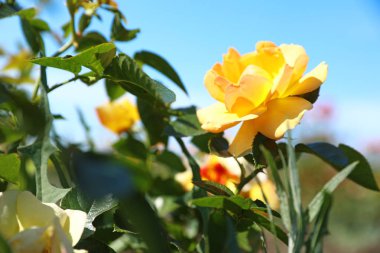 Güneşli günde açan bahçede güzel gül