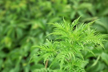 Ragweed bitki (Ambrosia cins) açık havada. Mevsimsel alerji