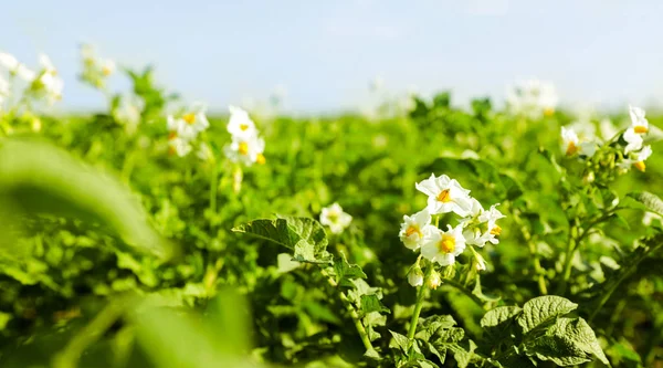 Vackert fält med blommande potatis buskar på solig dag — Stockfoto