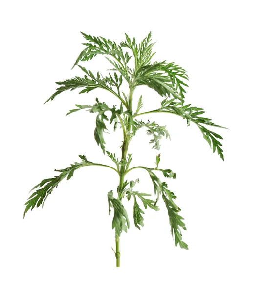Branche de la plante d'herbe à poux (genre Ambrosia) sur fond blanc. Allergie saisonnière — Photo