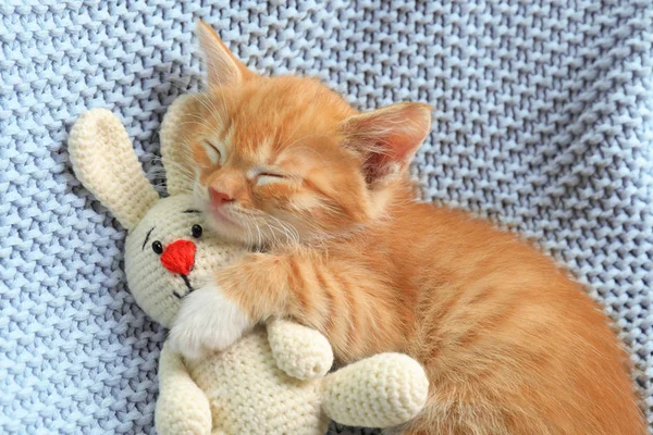 Dormir pequeno gatinho bonito com brinquedo na luz cobertor azul — Fotografia de Stock