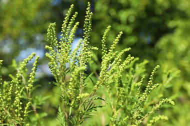Çiçeklenme ragweed bitki (Ambrosia cinsi) güneşli bir günde açık havada, closeup. Mevsimsel alerji
