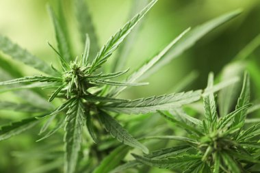 Bulanık arka plan üzerinde Yeşil organik kenevir, closeup