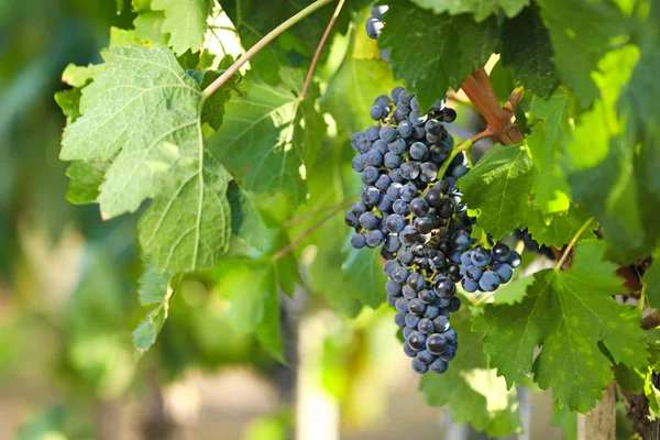 Uvas jugosas frescas maduras que crecen en el viñedo — Foto de Stock