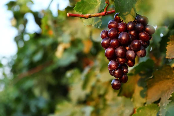 Fresh ripe juicy grapes growing in vineyard — Stock Photo, Image