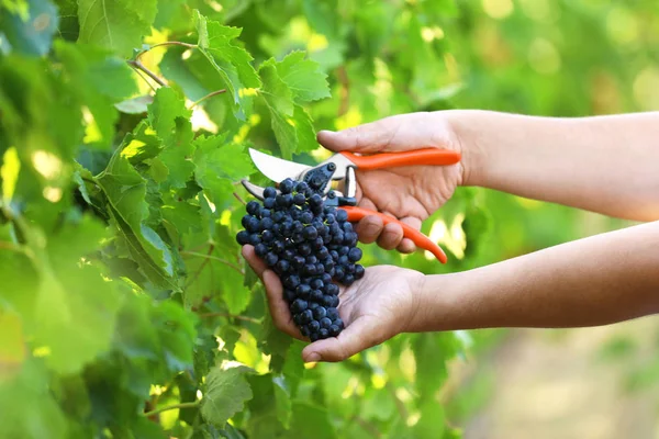 Uomo taglio grappolo di uva fresca matura succosa con potatore all'aperto, primo piano — Foto Stock