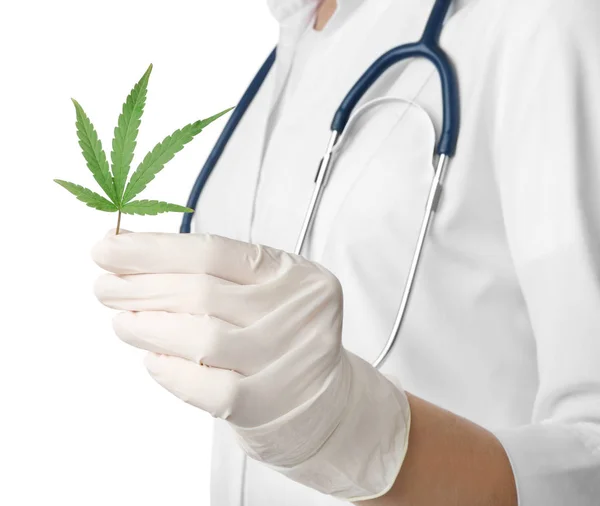 Doctor holding leaf of medical hemp on white background, closeup — Stock Photo, Image