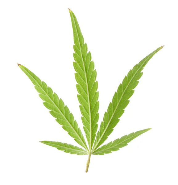 白い背景に大麻の緑の有機葉 — ストック写真