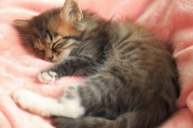 Pembe battaniye üzerinde sevimli küçük çizgili kedi yavrusu, closeup görünümü