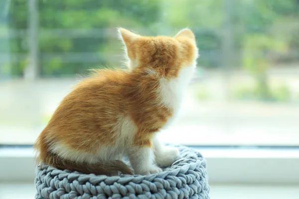 Aranyos kis piros cica a kötött kék Hopp közelében ablak, hely a szöveg — Stock Fotó