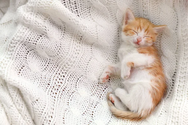 Joli petit chaton dormant sur une couverture tricotée blanche, vue de dessus. Espace pour le texte — Photo