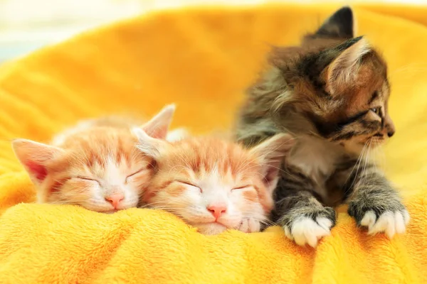 柔らかい黄色の毛布にかわいい子猫 — ストック写真