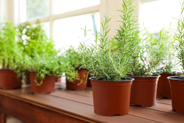 Färska krukväxter hemma på trä tröskel vid fönster, utrymme för text — Stockfoto