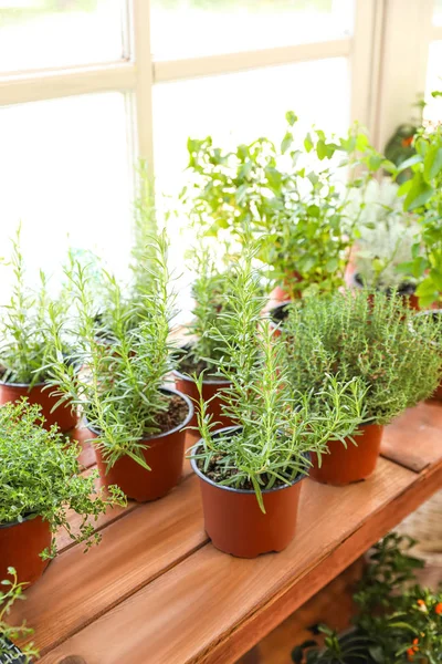 Plantas de casa envasadas frescas na soleira de madeira na janela — Fotografia de Stock